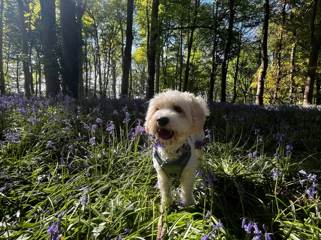 Teddy in the Escot Bluebell Woods